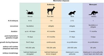 Molecular Regulation of Paused Pluripotency in Early Mammalian Embryos and Stem Cells